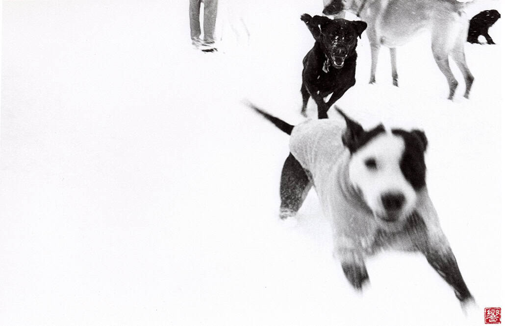 street photography decisive moment, black and white, film, snow day, Washington DC Dogs running