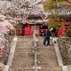 Monk Sweeping Temple Steps, Japan