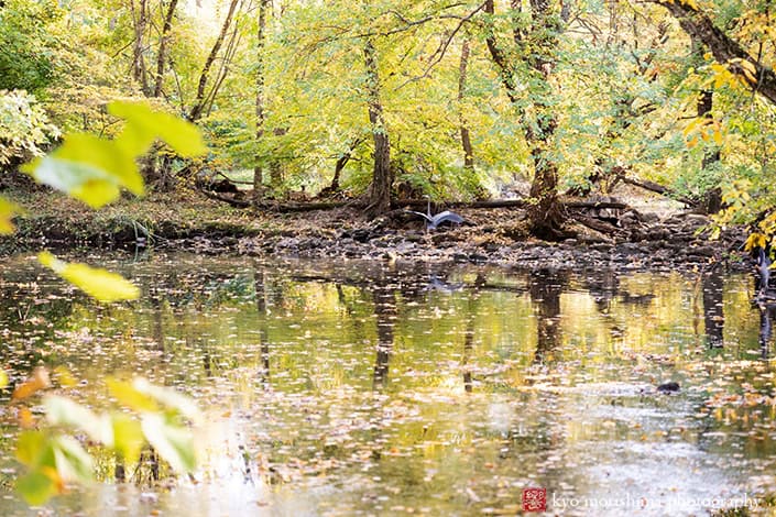crane opening wings d&r park Kingston New Jersey family candid photo