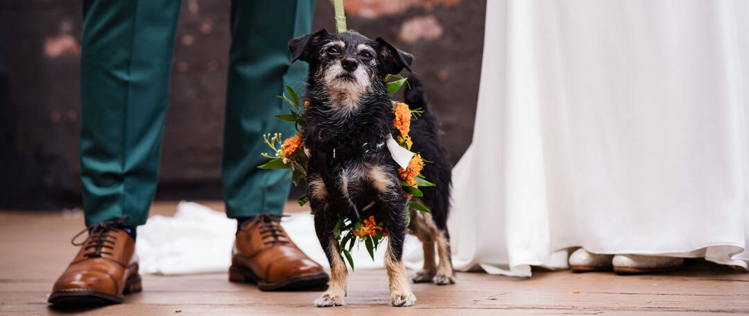 Greenpoint Loft Brooklyn NYC wedding bride and groom first look on balcony with a pet dog flower